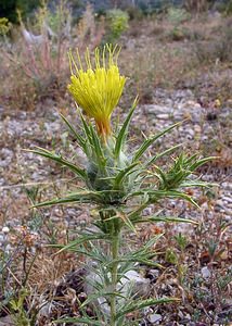 Carthamus lanatus (Asteraceae)  - Carthame laineux, C, Faux safranentaurée laineuse - Downy Safflower Gard [France] 05/07/2004 - 580m