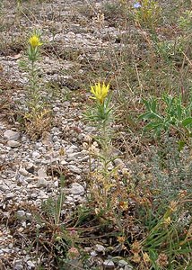 Carthamus lanatus (Asteraceae)  - Carthame laineux, C, Faux safranentaurée laineuse - Downy Safflower Gard [France] 05/07/2004 - 580m