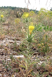 Carthamus lanatus (Asteraceae)  - Carthame laineux, C, Faux safranentaurée laineuse - Downy Safflower Gard [France] 05/07/2004 - 580m