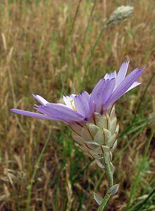 Catananche caerulea (Asteraceae)  - Catananche bleue, Cupidone, Cigaline - Blue Cupidone Gard [France] 05/07/2004 - 580m