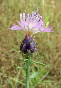 Centaurea aspera (Asteraceae)  - Centaurée rude - Rough Star-thistle Aude [France] 17/07/2004 - 90m