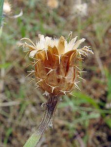 Centaurea aspera (Asteraceae)  - Centaurée rude - Rough Star-thistle Aude [France] 17/07/2004 - 90m