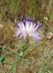 Centaurea aspera (Asteraceae)  - Centaurée rude - Rough Star-thistle Aude [France] 17/07/2004 - 90m