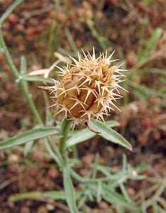 Centaurea aspera (Asteraceae)  - Centaurée rude - Rough Star-thistle Aude [France] 17/07/2004 - 90m