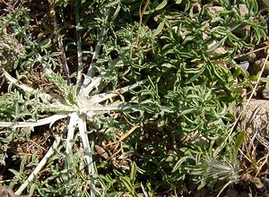 Centaurea paniculata (Asteraceae)  - Centaurée en panicule, Centaurée paniculée - Jersey Knapweed Gard [France] 04/07/2004 - 610m