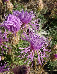 Centaurea paniculata (Asteraceae)  - Centaurée en panicule, Centaurée paniculée - Jersey Knapweed Gard [France] 04/07/2004 - 610m