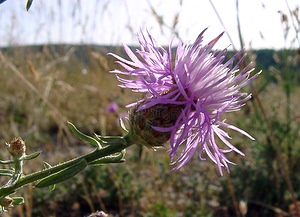 Centaurea paniculata (Asteraceae)  - Centaurée en panicule, Centaurée paniculée - Jersey Knapweed Gard [France] 04/07/2004 - 610m