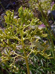 Centranthus angustifolius (Caprifoliaceae)  - Centranthe à feuilles étroites Gard [France] 04/07/2004 - 610m