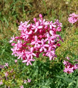 Centranthus lecoqii (Caprifoliaceae)  - Centranthe de Lecoq Herault [France] 04/07/2004 - 670m