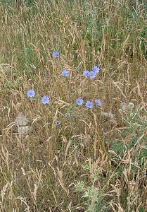 Cichorium intybus (Asteraceae)  - Chicorée sauvage, Chicorée amère, Barbe-de-capucin - Chicory Gard [France] 05/07/2004 - 580m