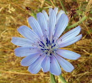 Cichorium intybus (Asteraceae)  - Chicorée sauvage, Chicorée amère, Barbe-de-capucin - Chicory Gard [France] 05/07/2004 - 580m