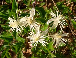 Clematis vitalba (Ranunculaceae)  - Clématite des haies, Clématite vigne blanche, Herbe aux gueux - Traveller's-joy Gard [France] 04/07/2004 - 610m