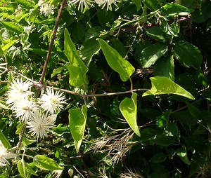 Clematis vitalba (Ranunculaceae)  - Clématite des haies, Clématite vigne blanche, Herbe aux gueux - Traveller's-joy Gard [France] 04/07/2004 - 610m