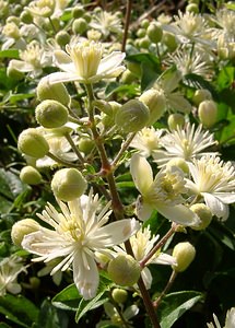 Clematis vitalba (Ranunculaceae)  - Clématite des haies, Clématite vigne blanche, Herbe aux gueux - Traveller's-joy Gard [France] 04/07/2004 - 610m