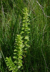 Cruciata glabra (Rubiaceae)  - Croisette glabre, Gaillet glabre, Gaillet de printemps Pyrenees-Orientales [France] 07/07/2004 - 1650m