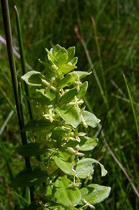 Cruciata glabra (Rubiaceae)  - Croisette glabre, Gaillet glabre, Gaillet de printemps Pyrenees-Orientales [France] 07/07/2004 - 1650m