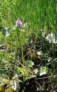 Dactylorhiza maculata (Orchidaceae)  - Dactylorhize maculé, Orchis tacheté, Orchis maculé - Heath Spotted-orchid Pyrenees-Orientales [France] 07/07/2004 - 1590m