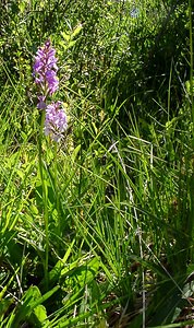 Dactylorhiza maculata (Orchidaceae)  - Dactylorhize maculé, Orchis tacheté, Orchis maculé - Heath Spotted-orchid Pyrenees-Orientales [France] 07/07/2004 - 1650m