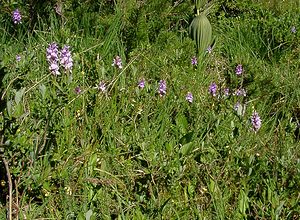 Dactylorhiza maculata (Orchidaceae)  - Dactylorhize maculé, Orchis tacheté, Orchis maculé - Heath Spotted-orchid Pyrenees-Orientales [France] 07/07/2004 - 1650m