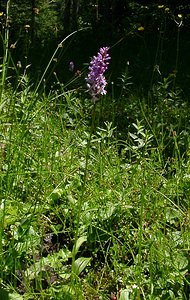 Dactylorhiza maculata (Orchidaceae)  - Dactylorhize maculé, Orchis tacheté, Orchis maculé - Heath Spotted-orchid Haute-Garonne [France] 15/07/2004 - 1420m