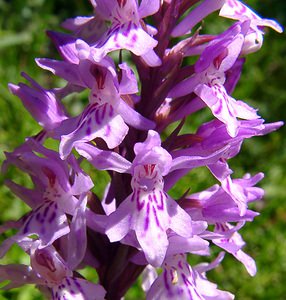 Dactylorhiza maculata (Orchidaceae)  - Dactylorhize maculé, Orchis tacheté, Orchis maculé - Heath Spotted-orchid Haute-Garonne [France] 15/07/2004 - 1420m