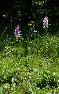 Dactylorhiza maculata (Orchidaceae)  - Dactylorhize maculé, Orchis tacheté, Orchis maculé - Heath Spotted-orchid Haute-Garonne [France] 15/07/2004 - 1420m