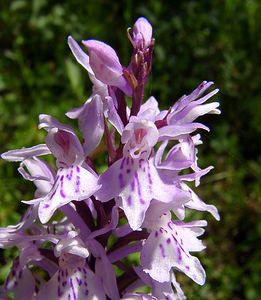 Dactylorhiza maculata (Orchidaceae)  - Dactylorhize maculé, Orchis tacheté, Orchis maculé - Heath Spotted-orchid Haute-Garonne [France] 15/07/2004 - 1420m