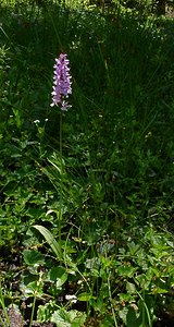 Dactylorhiza maculata (Orchidaceae)  - Dactylorhize maculé, Orchis tacheté, Orchis maculé - Heath Spotted-orchid Haute-Garonne [France] 15/07/2004 - 1420m