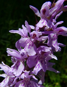 Dactylorhiza maculata (Orchidaceae)  - Dactylorhize maculé, Orchis tacheté, Orchis maculé - Heath Spotted-orchid Haute-Garonne [France] 15/07/2004 - 1420m