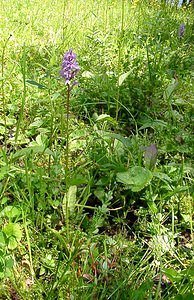 Dactylorhiza maculata (Orchidaceae)  - Dactylorhize maculé, Orchis tacheté, Orchis maculé - Heath Spotted-orchid Haute-Garonne [France] 15/07/2004 - 1420m