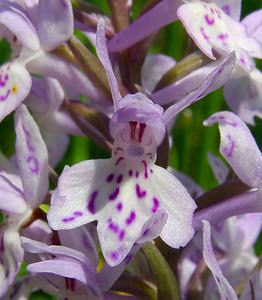 Dactylorhiza maculata (Orchidaceae)  - Dactylorhize maculé, Orchis tacheté, Orchis maculé - Heath Spotted-orchid Haute-Garonne [France] 15/07/2004 - 1420m