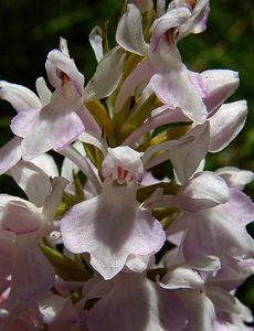 Dactylorhiza maculata (Orchidaceae)  - Dactylorhize maculé, Orchis tacheté, Orchis maculé - Heath Spotted-orchid Haute-Garonne [France] 15/07/2004 - 1420m