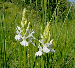 Dactylorhiza maculata (Orchidaceae)  - Dactylorhize maculé, Orchis tacheté, Orchis maculé - Heath Spotted-orchid Ariege [France] 15/07/2004 - 1320m