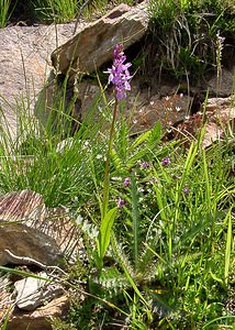 Dactylorhiza maculata (Orchidaceae)  - Dactylorhize maculé, Orchis tacheté, Orchis maculé - Heath Spotted-orchid Ariege [France] 16/07/2004 - 1570m