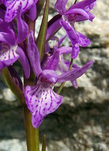 Dactylorhiza maculata (Orchidaceae)  - Dactylorhize maculé, Orchis tacheté, Orchis maculé - Heath Spotted-orchid Ariege [France] 16/07/2004 - 1570m