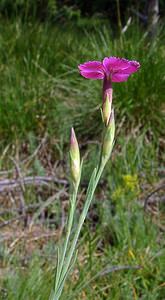 Dianthus deltoides (Caryophyllaceae)  - oeillet deltoïde, oeillet couché, oeillet à delta - Maiden Pink Pyrenees-Orientales [France] 07/07/2004 - 1650m