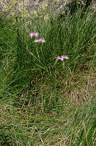 Dianthus hyssopifolius (Caryophyllaceae)  - oeillet à feuilles d'hysope, oeillet de Montpellier Ariege [France] 16/07/2004 - 1570m