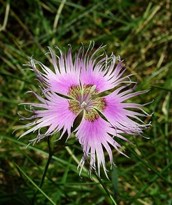 Dianthus hyssopifolius (Caryophyllaceae)  - oeillet à feuilles d'hysope, oeillet de Montpellier Ariege [France] 16/07/2004 - 1570m