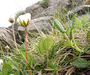 Dryas octopetala (Rosaceae)  - Dryade à huit pétales, Thé des alpes - Mountain Avens Hautes-Pyrenees [France] 14/07/2004 - 2090m