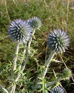 Echinops ritro (Asteraceae)  - Échinops ritro, Échinops, Chardon bleu Gard [France] 04/07/2004 - 610m