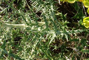 Echinops ritro (Asteraceae)  - Échinops ritro, Échinops, Chardon bleu Gard [France] 04/07/2004 - 610m