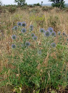 Echinops ritro (Asteraceae)  - Échinops ritro, Échinops, Chardon bleu Gard [France] 05/07/2004 - 580m