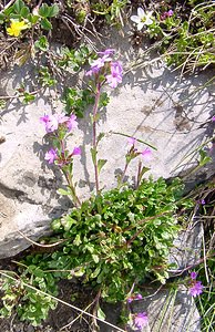 Erinus alpinus (Plantaginaceae)  - Érine des Alpes, Mandeline des Alpes - Fairy Foxglove Hautes-Pyrenees [France] 14/07/2004 - 2090m