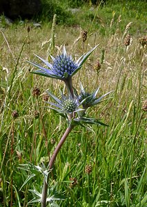 Eryngium bourgatii (Apiaceae)  - Panicaut de Bourgat Hautes-Pyrenees [France] 12/07/2004 - 1290m