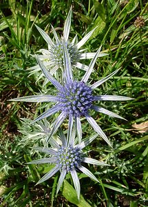 Eryngium bourgatii (Apiaceae)  - Panicaut de Bourgat Hautes-Pyrenees [France] 12/07/2004 - 1290m