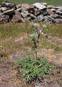 Eryngium bourgatii (Apiaceae)  - Panicaut de Bourgat Hautes-Pyrenees [France] 13/07/2004 - 1600m