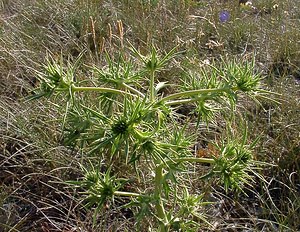 Eryngium campestre (Apiaceae)  - Panicaut champêtre, Chardon Roland - Field Eryngo Gard [France] 04/07/2004 - 610m