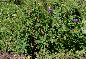 Euphorbia hyberna (Euphorbiaceae)  - Euphorbe d'Irlande - Irish Spurge Pyrenees-Orientales [France] 07/07/2004 - 1650m