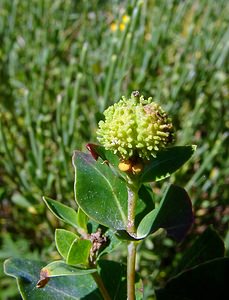 Euphorbia hyberna (Euphorbiaceae)  - Euphorbe d'Irlande - Irish Spurge Pyrenees-Orientales [France] 07/07/2004 - 1650m