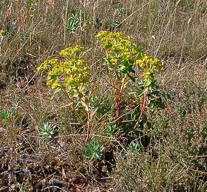 Euphorbia nicaeensis (Euphorbiaceae)  - Euphorbe de Nice Gard [France] 04/07/2004 - 610m